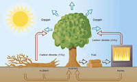 Understanding the Carbon Cycle