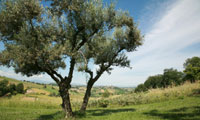 Nudo Adopt an olive tree 